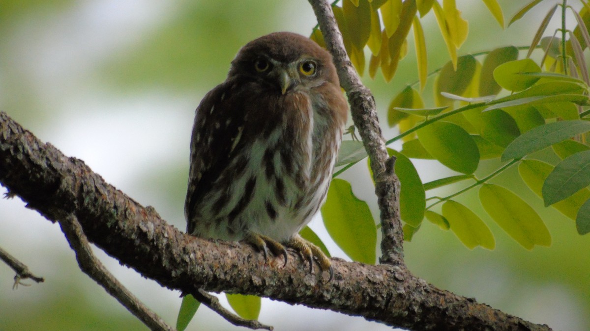 Ferruginous Pygmy-Owl - ML354114241