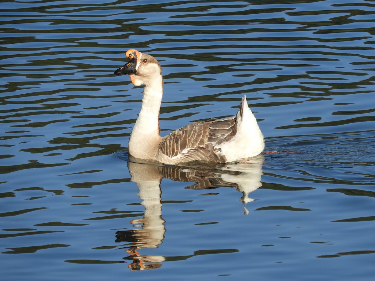 Domestic goose sp. (Domestic type) - ML354115521