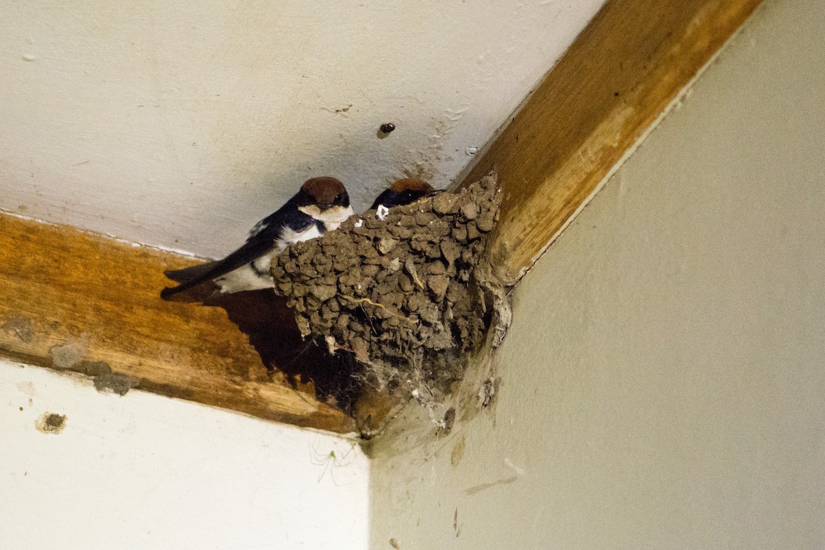 Wire-tailed Swallow - ML354116091