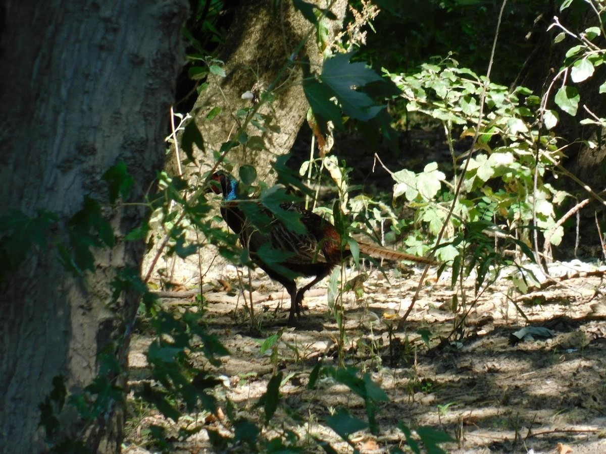 Ring-necked Pheasant - ML354119911