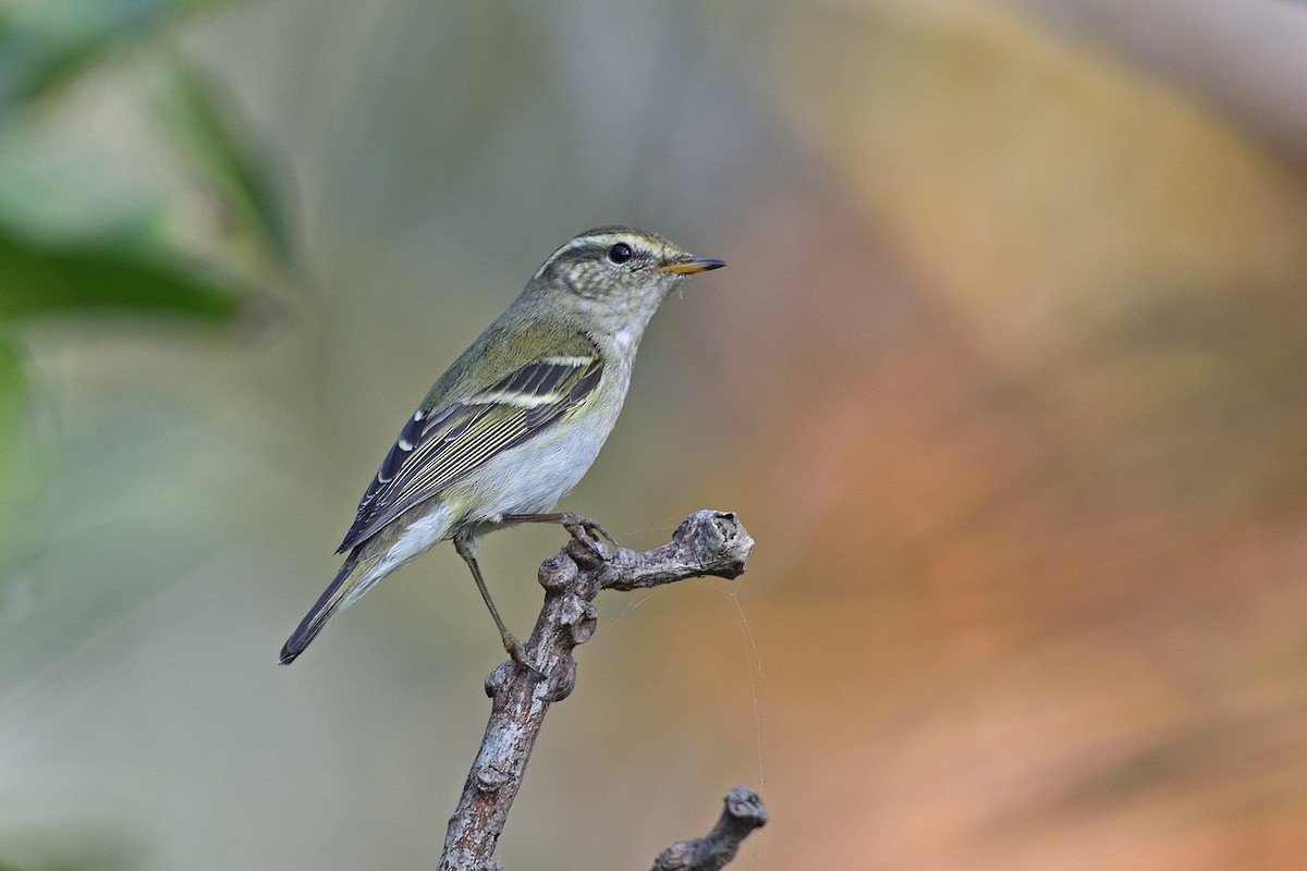 Yellow-browed Warbler - ML354121651