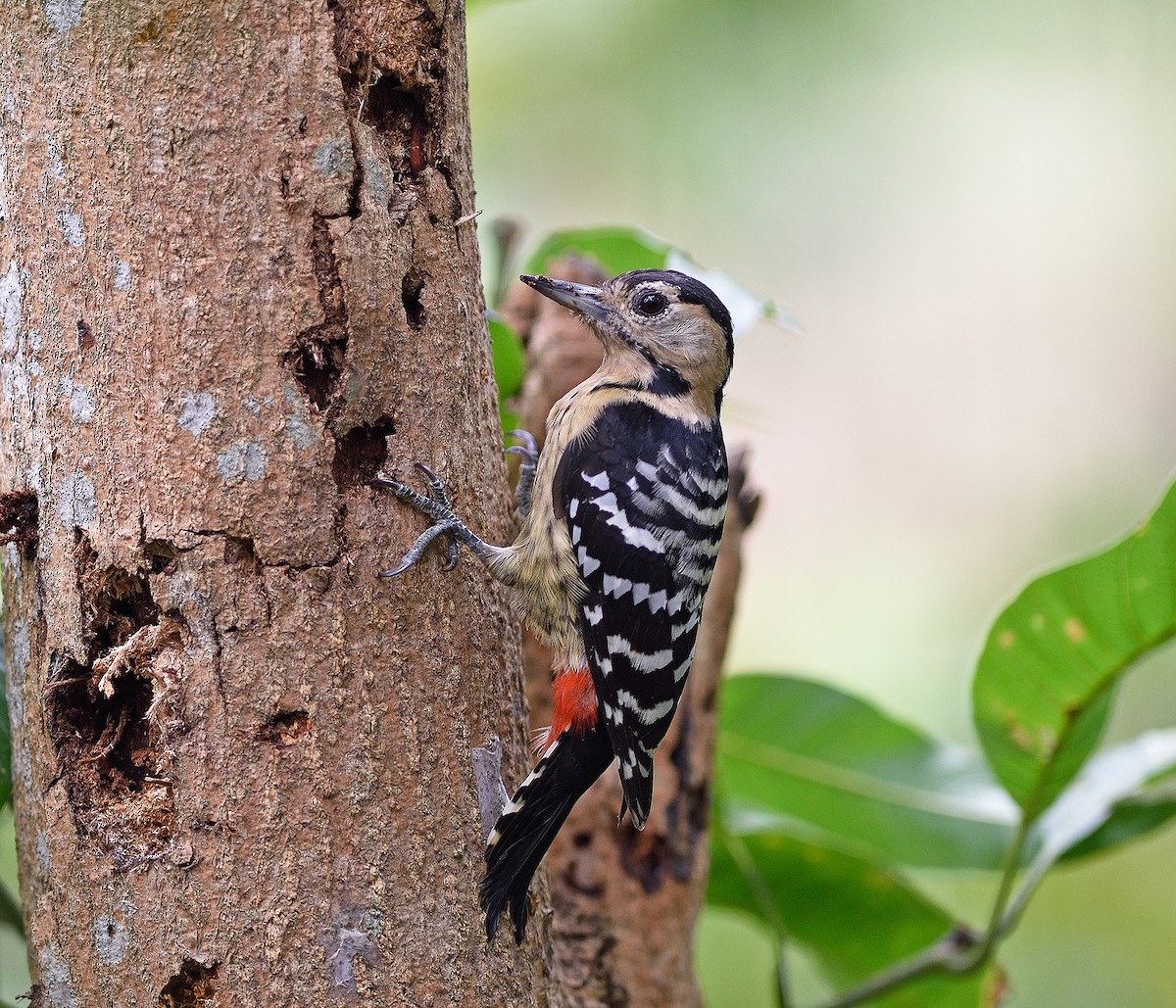 Fulvous-breasted Woodpecker - Supratim Mukherjee