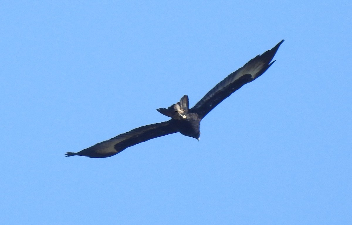 Wedge-tailed Eagle - ML354123891