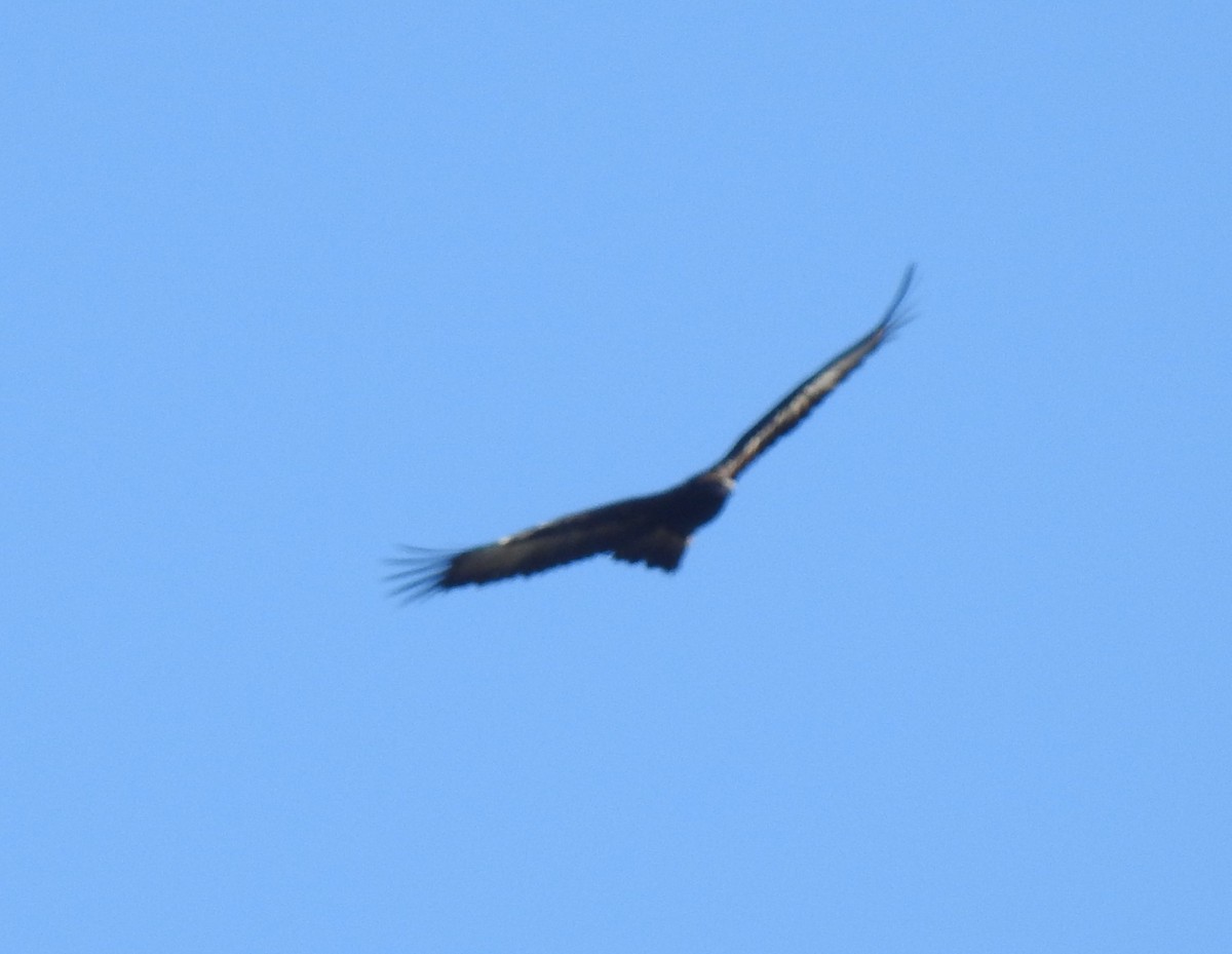 Wedge-tailed Eagle - ML354123901