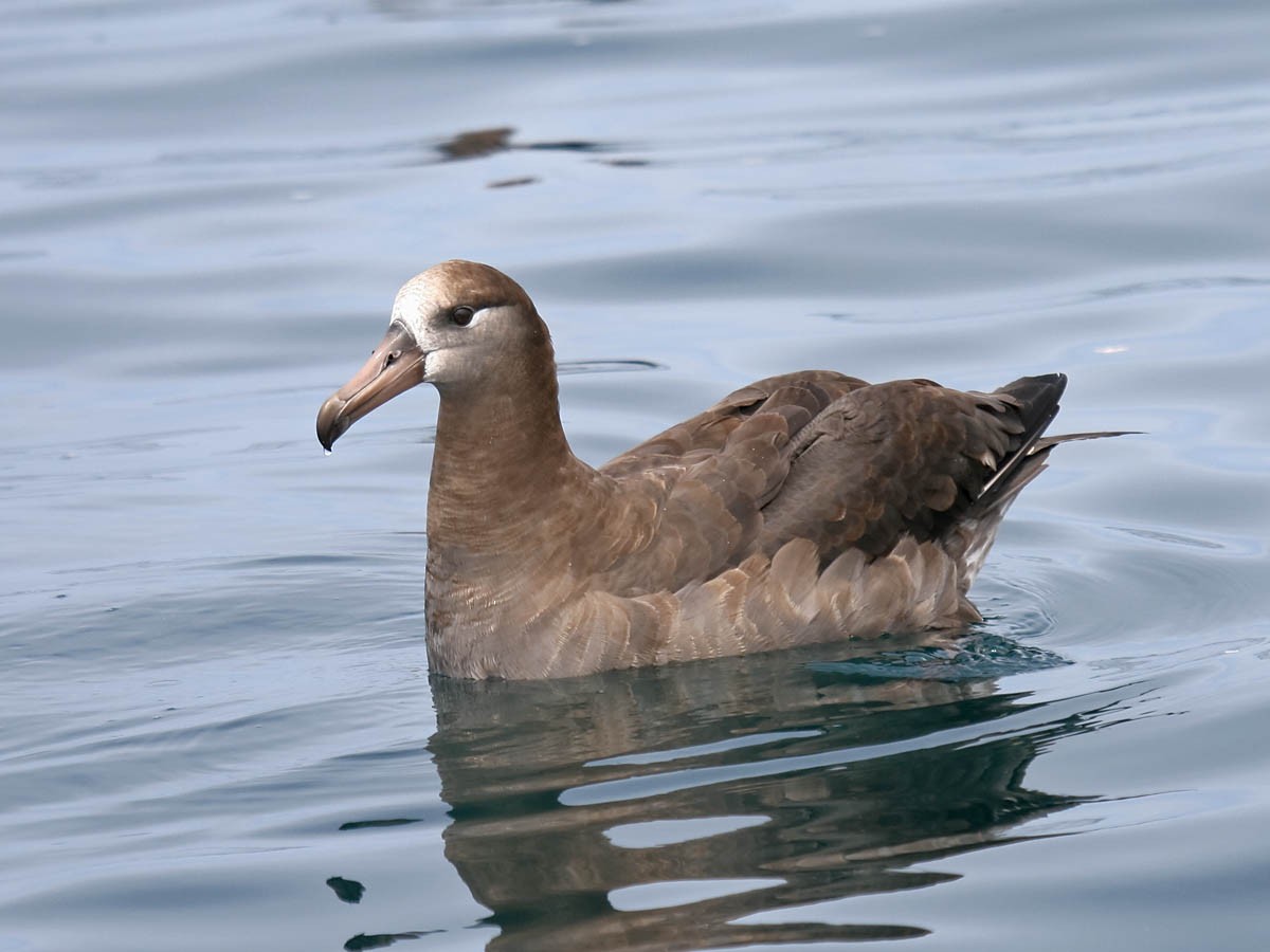 Black-footed Albatross - Greg Gillson