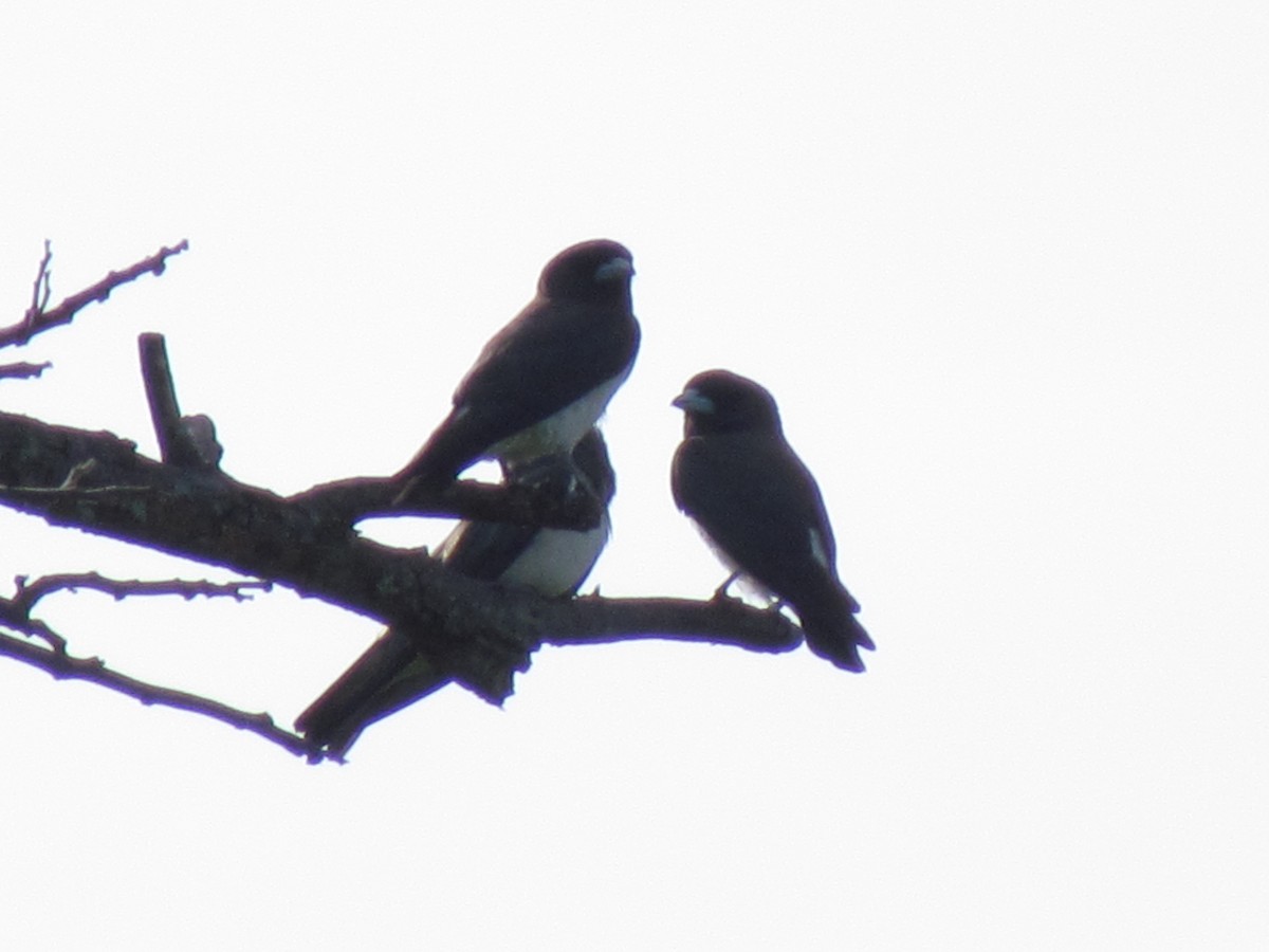 White-breasted Woodswallow - ML354125541