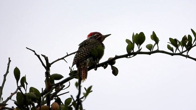 Nubian Woodpecker - ML354125961