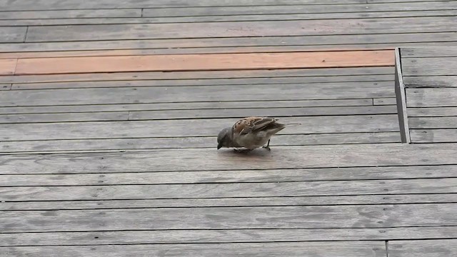 Kenya Rufous Sparrow - ML354126131