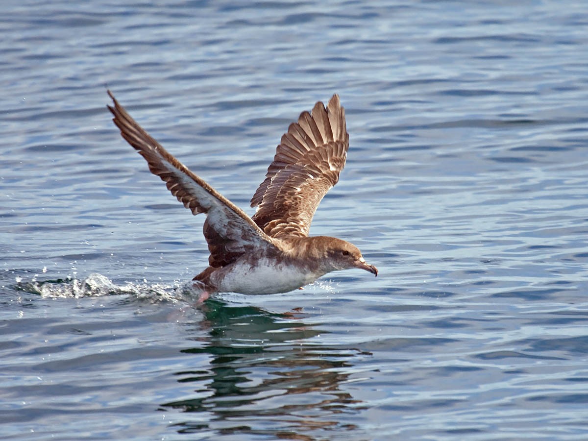 Pink-footed Shearwater - ML35412641