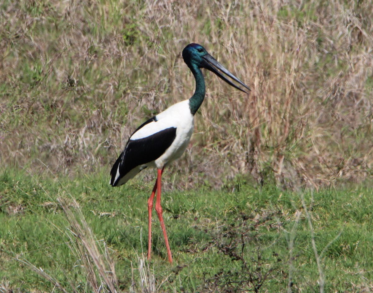 Black-necked Stork - ML35412741