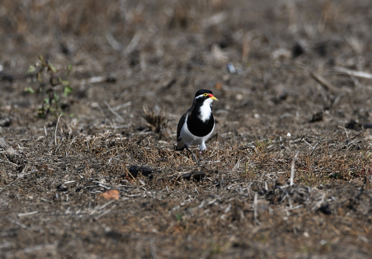 Banded Lapwing - Michael Daley