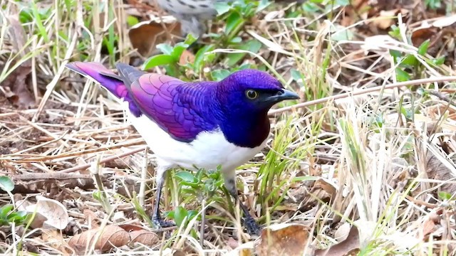 Violet-backed Starling - ML354133001