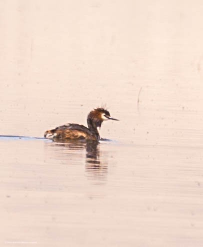 Great Crested Grebe - ML354138641