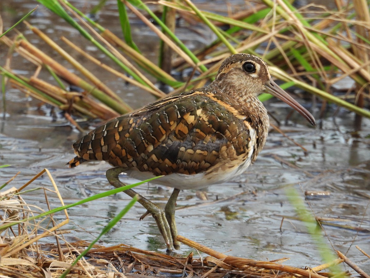 Greater Painted-Snipe - Ben Weil