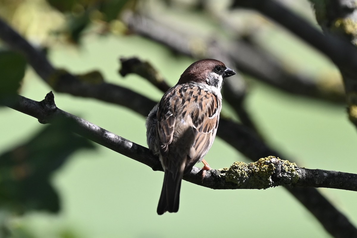 Eurasian Tree Sparrow - ML354149351