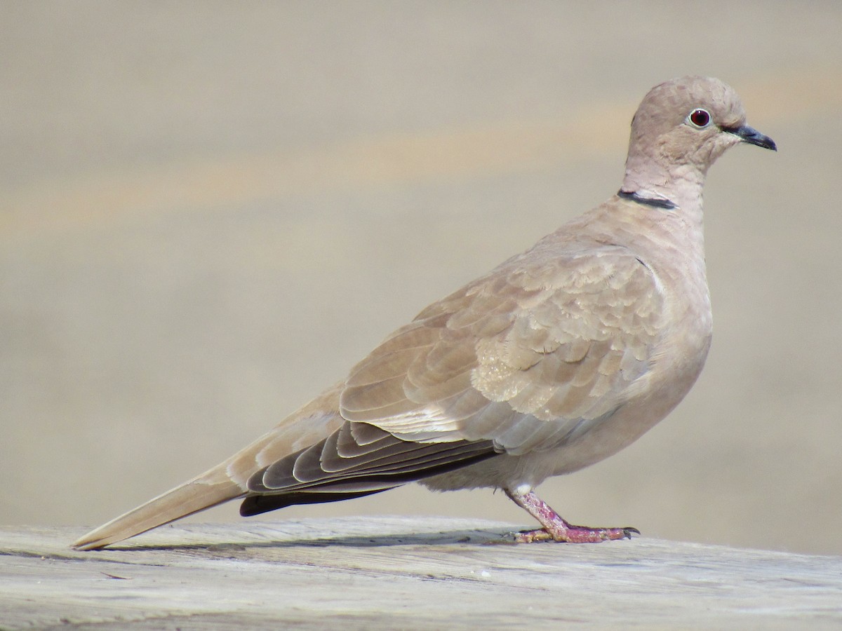 Eurasian Collared-Dove - ML35415171