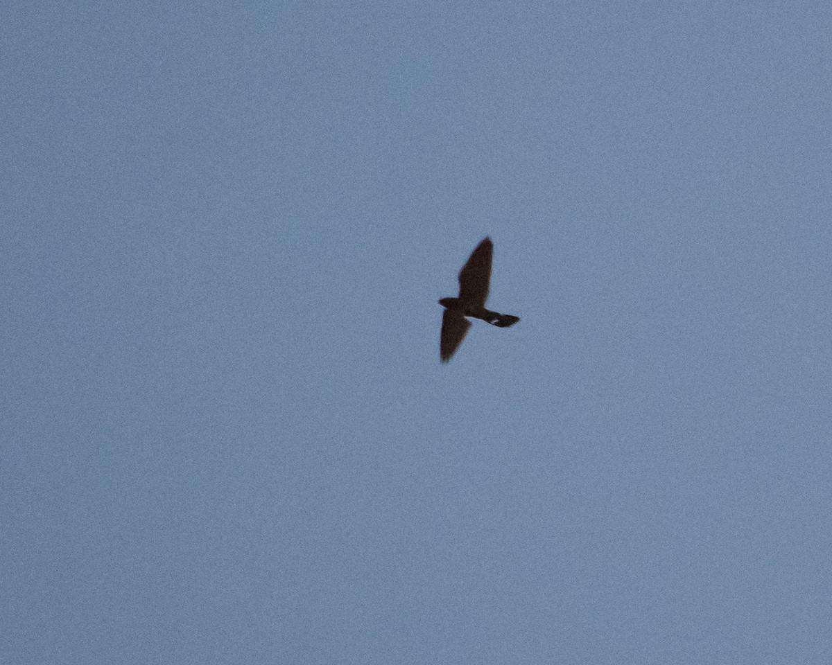 Band-tailed Nighthawk - ML35415281