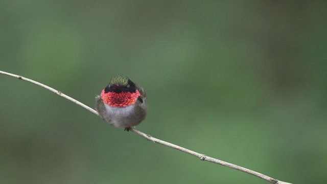 Ruby-throated Hummingbird - ML354162031