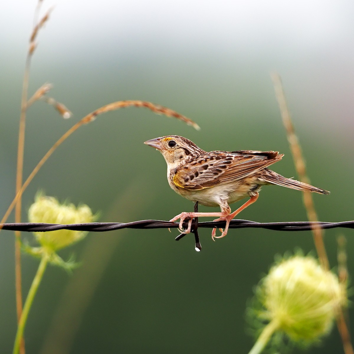 Grasshopper Sparrow - Gary Mueller