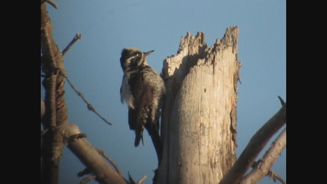 Eurasian Three-toed Woodpecker - ML354164631
