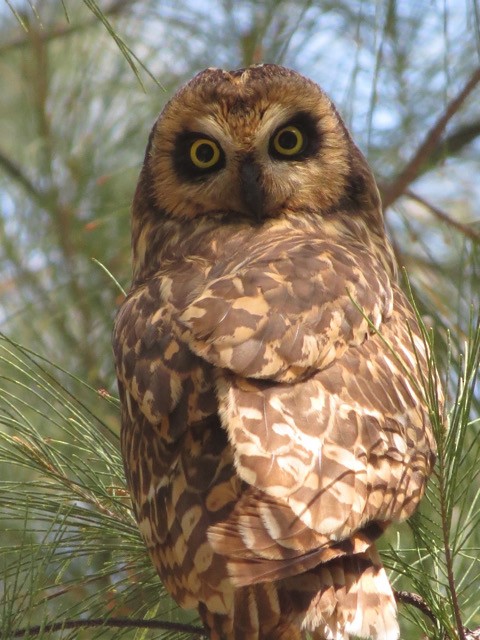 Short-eared Owl - ML354166711
