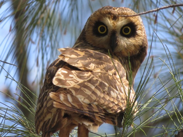 Short-eared Owl - ML354166721