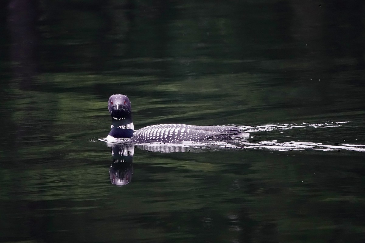 Common Loon - Jeanne-Marie Maher
