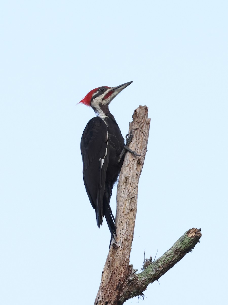 Pileated Woodpecker - ML354173721