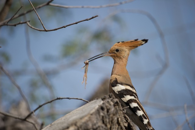 Adult carrying a small lizard. - Eurasian Hoopoe - 