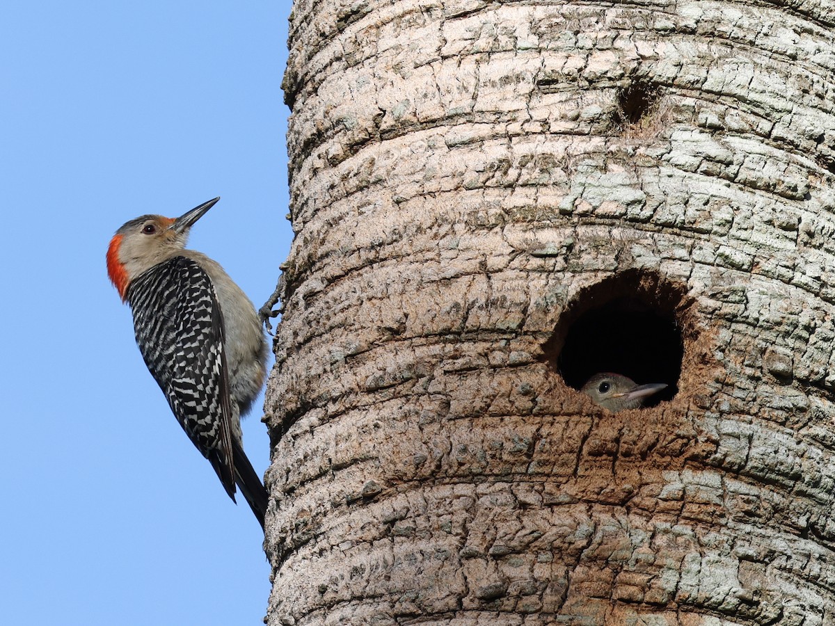 Red-bellied Woodpecker - ML354174341