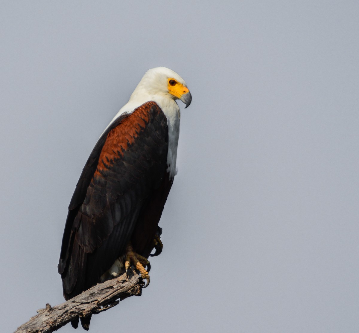 African Fish-Eagle - ML354175401