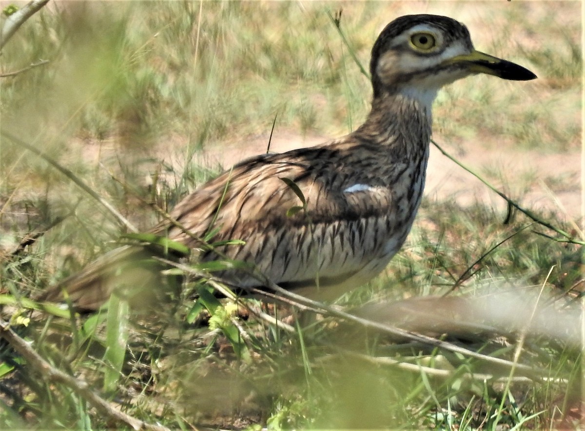 Senegal Thick-knee - Eric Haskell
