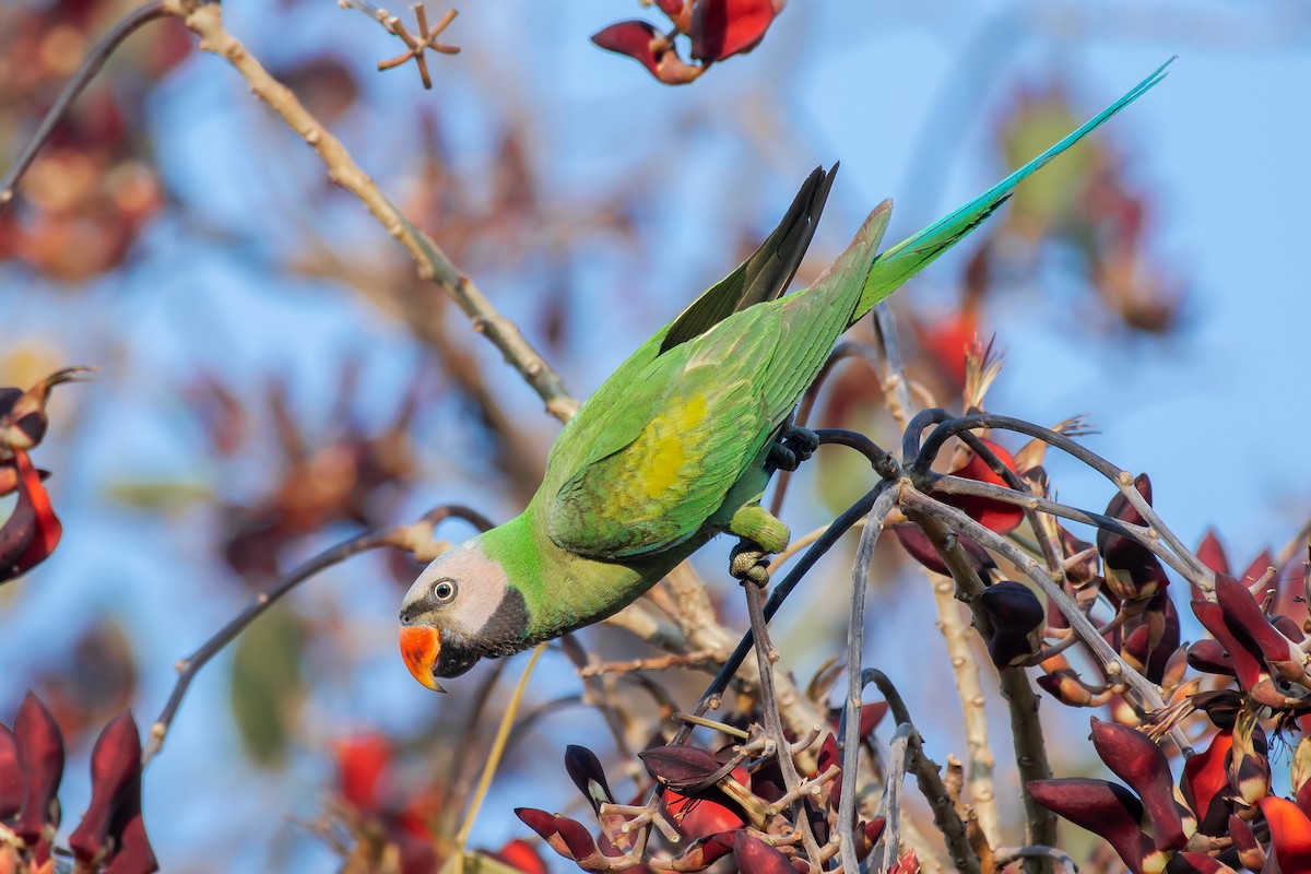 Red-breasted Parakeet - ML354179801