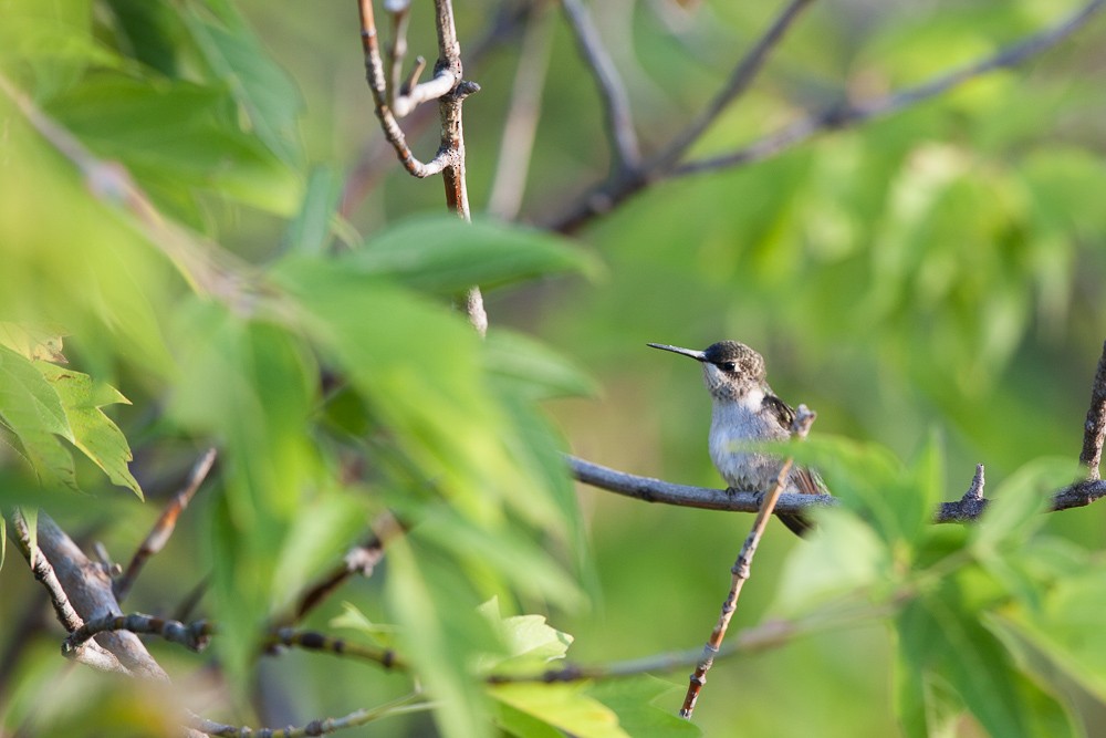 Ruby-throated Hummingbird - Brian Stahls