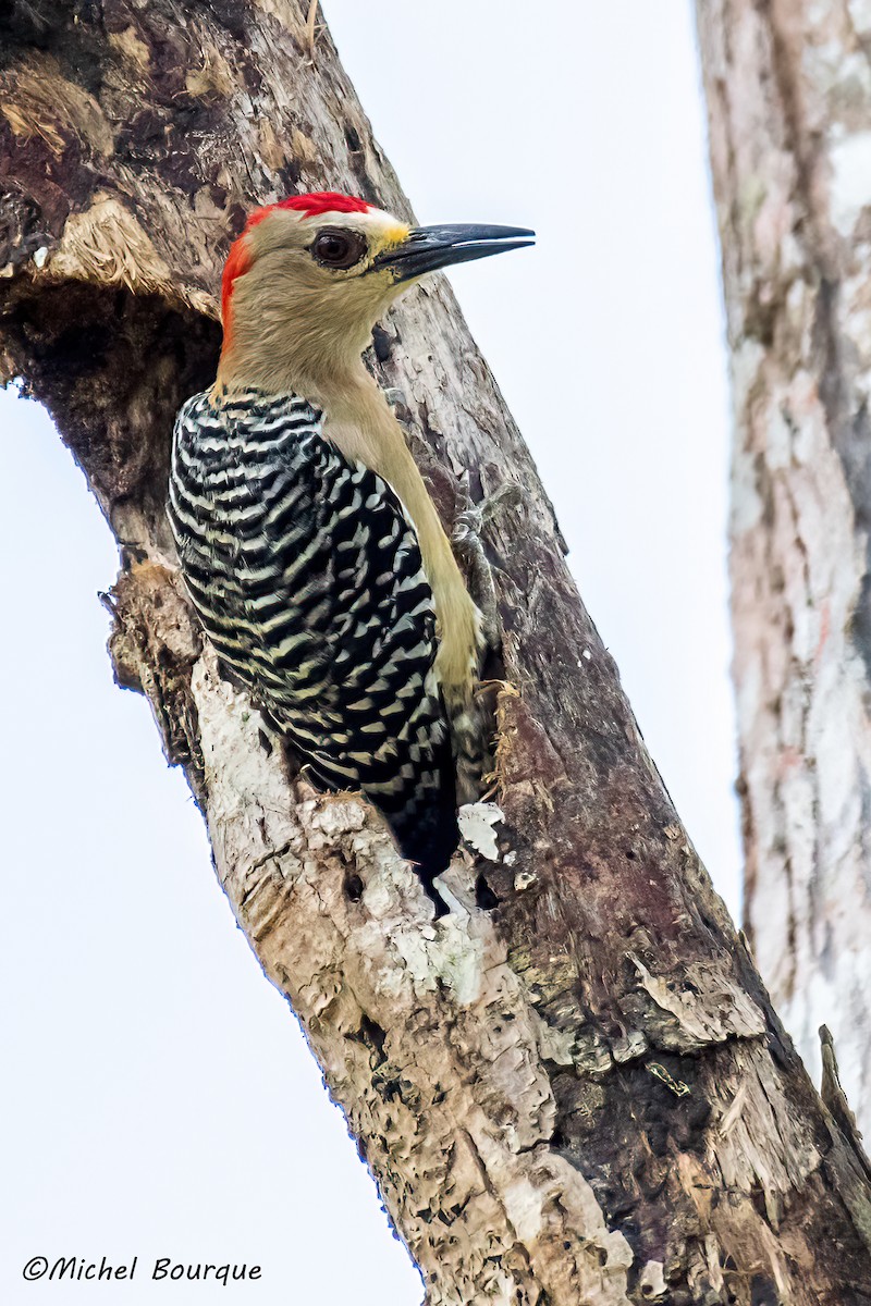 Red-crowned Woodpecker - ML354187291