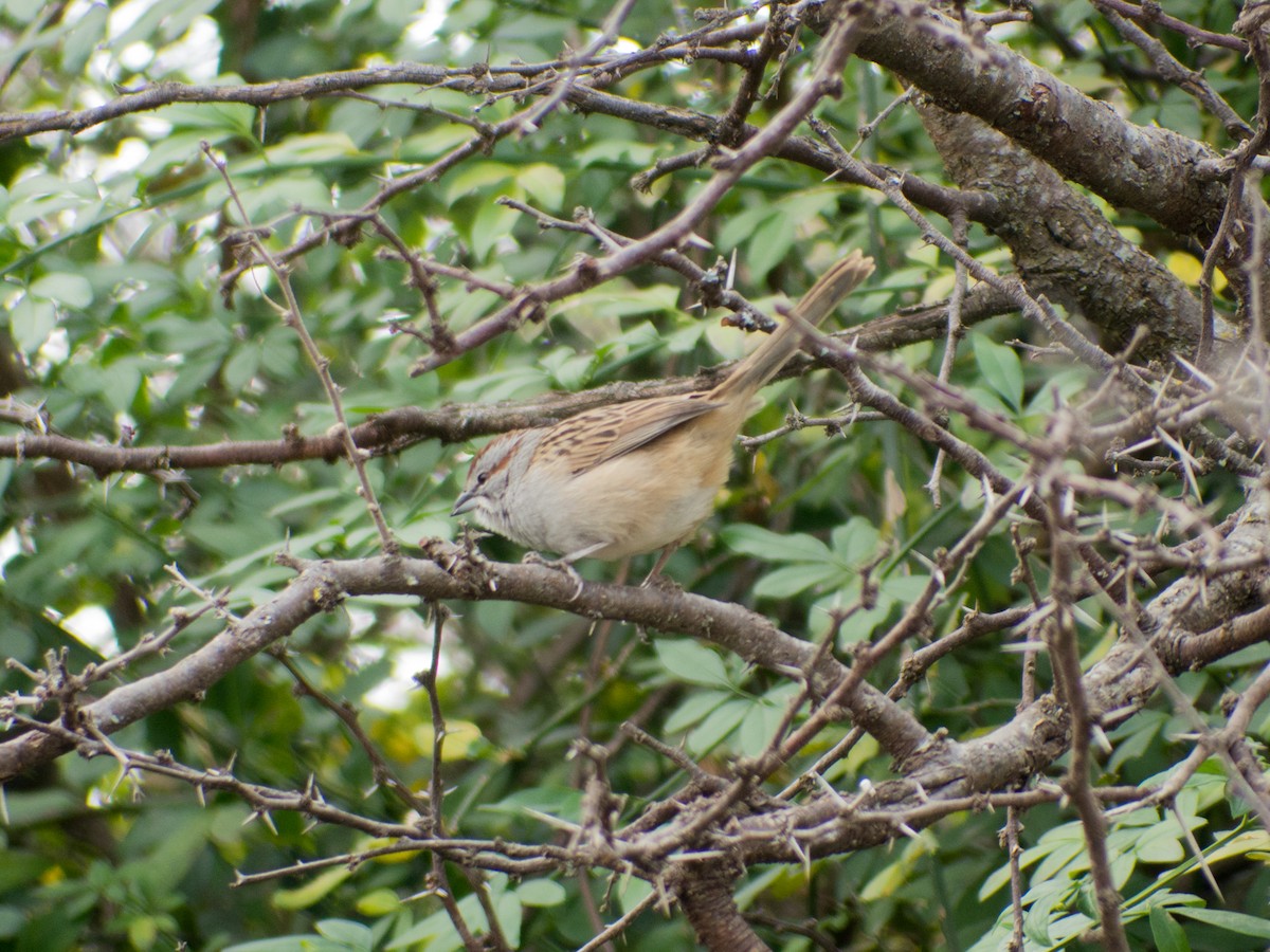 Chaco Sparrow - ML354189241