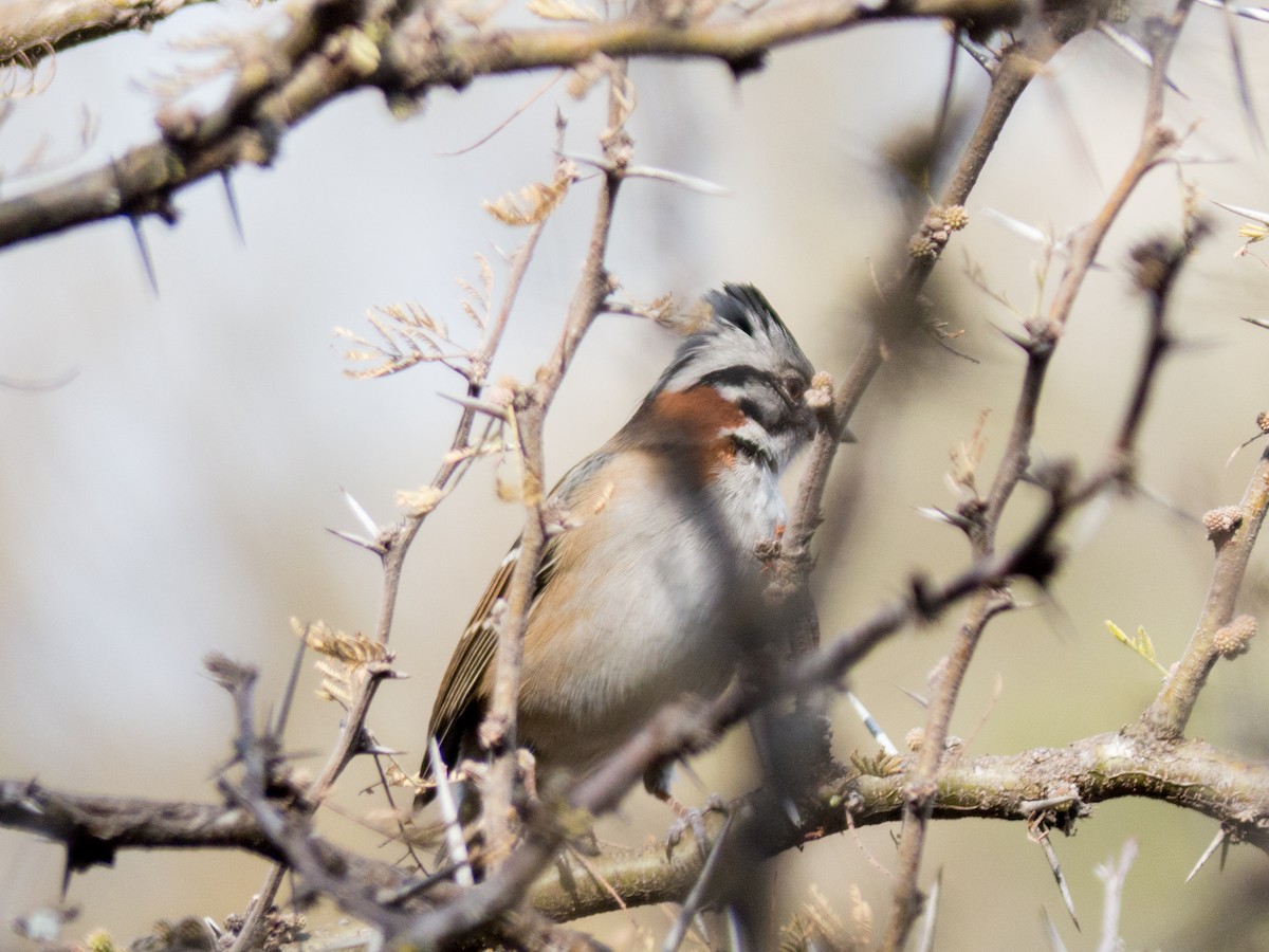 Rufous-collared Sparrow - ML354189311