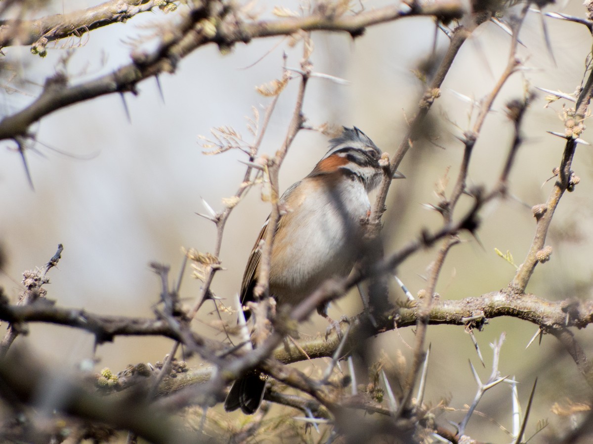 Rufous-collared Sparrow - ML354189331