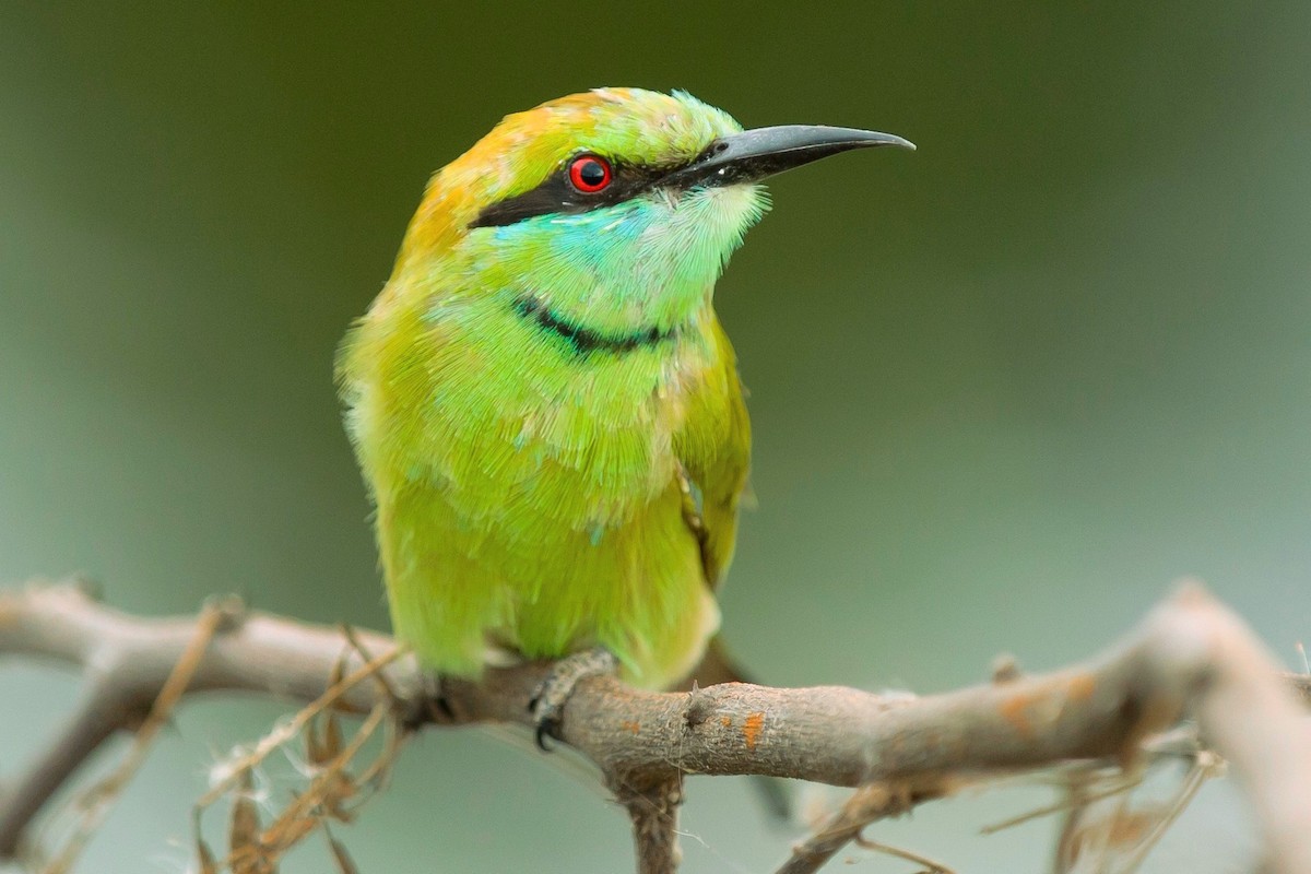 Asian Green Bee-eater - ML354190011