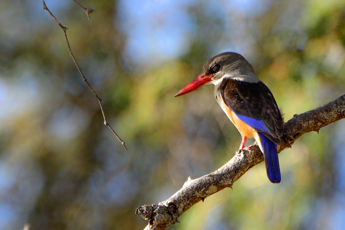 Brown-hooded Kingfisher - Rob  Henderson