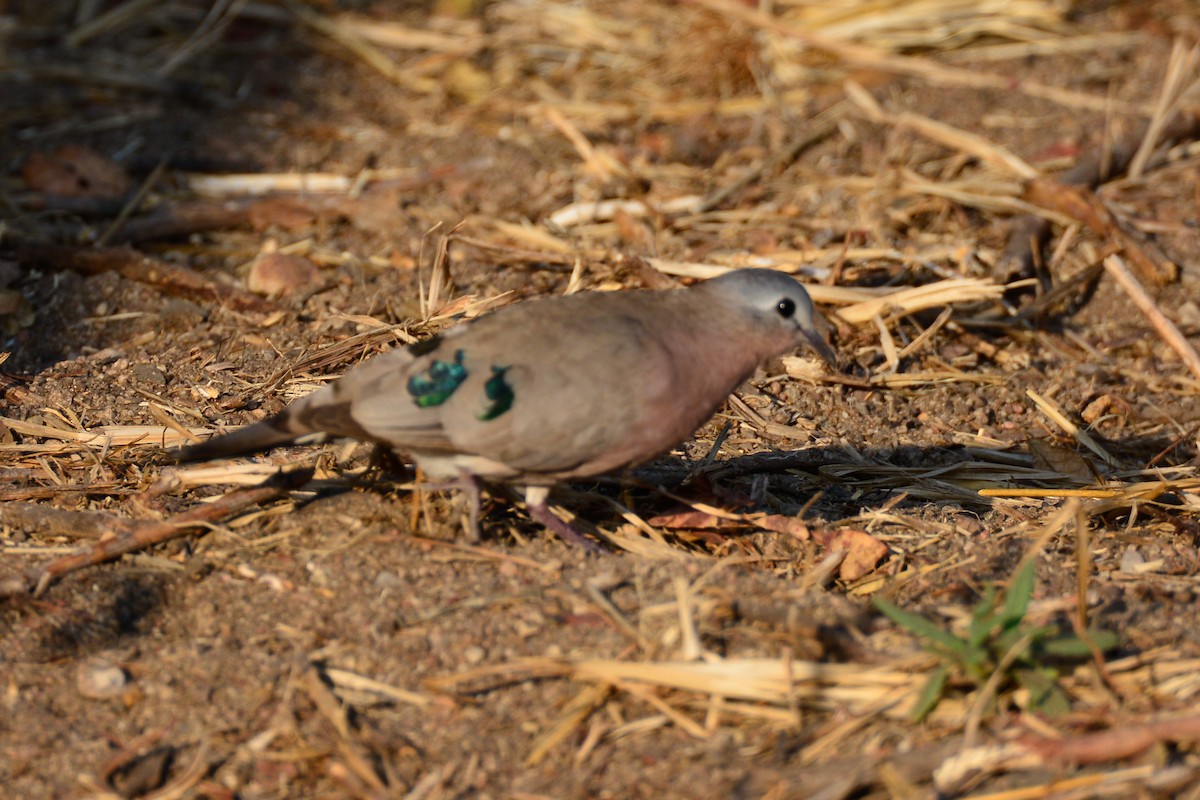Emerald-spotted Wood-Dove - ML354191061