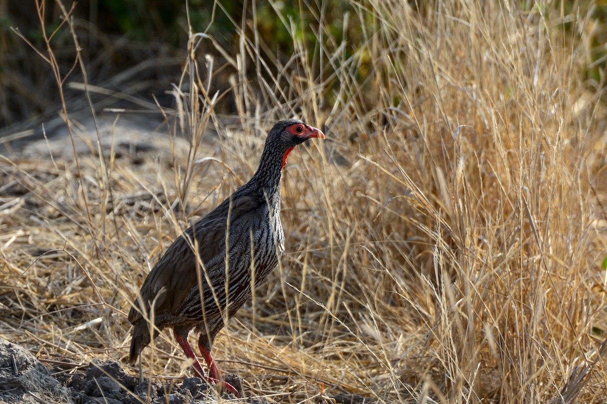 Red-necked Spurfowl - ML354191611