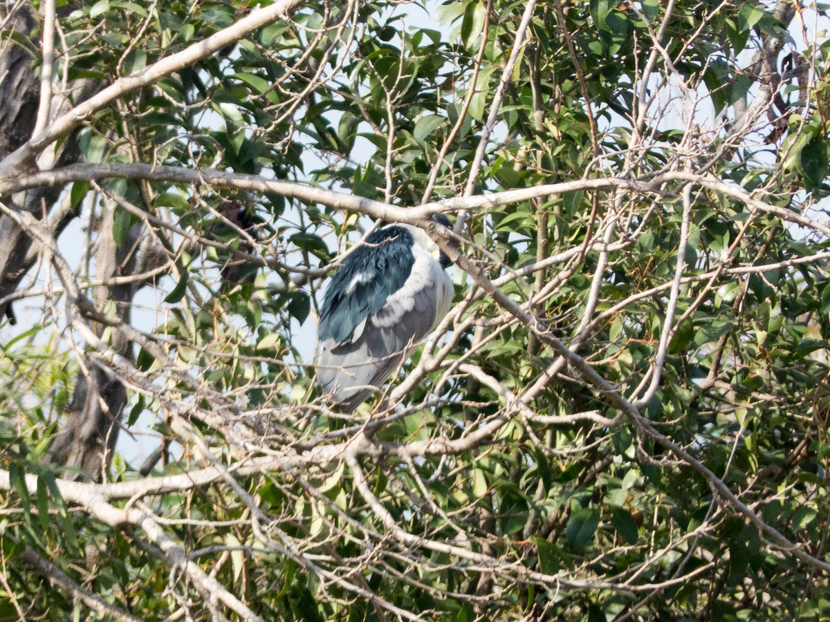 Black-crowned Night Heron - ML354192061