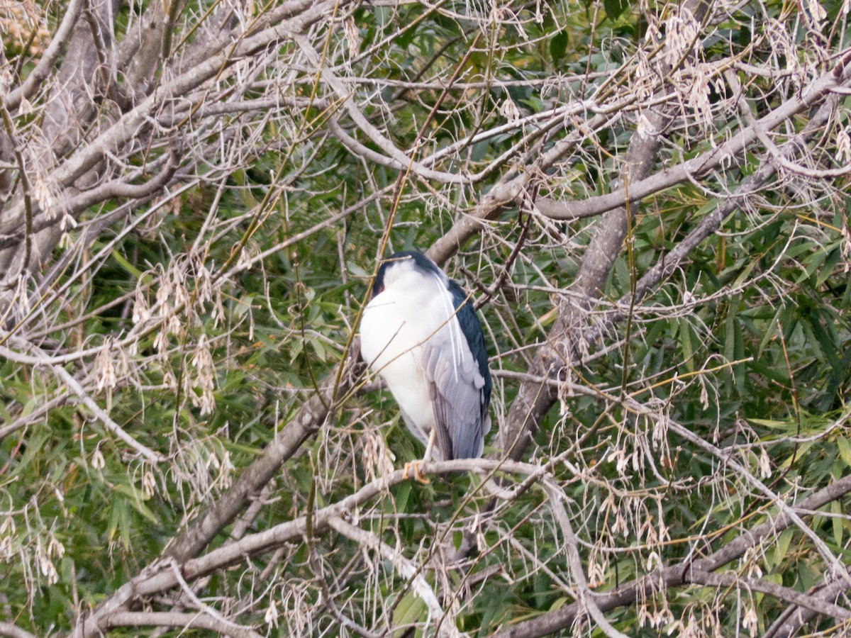 Black-crowned Night Heron - ML354192071