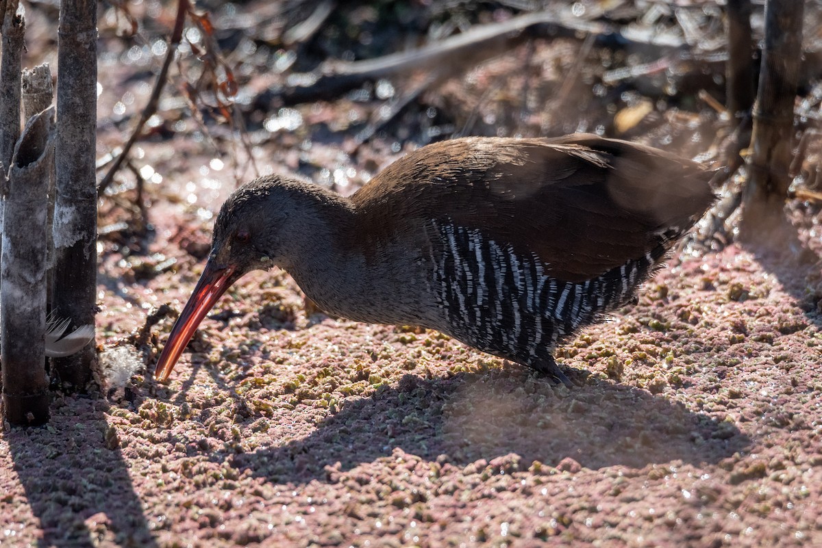 African Rail - Alistair Routledge