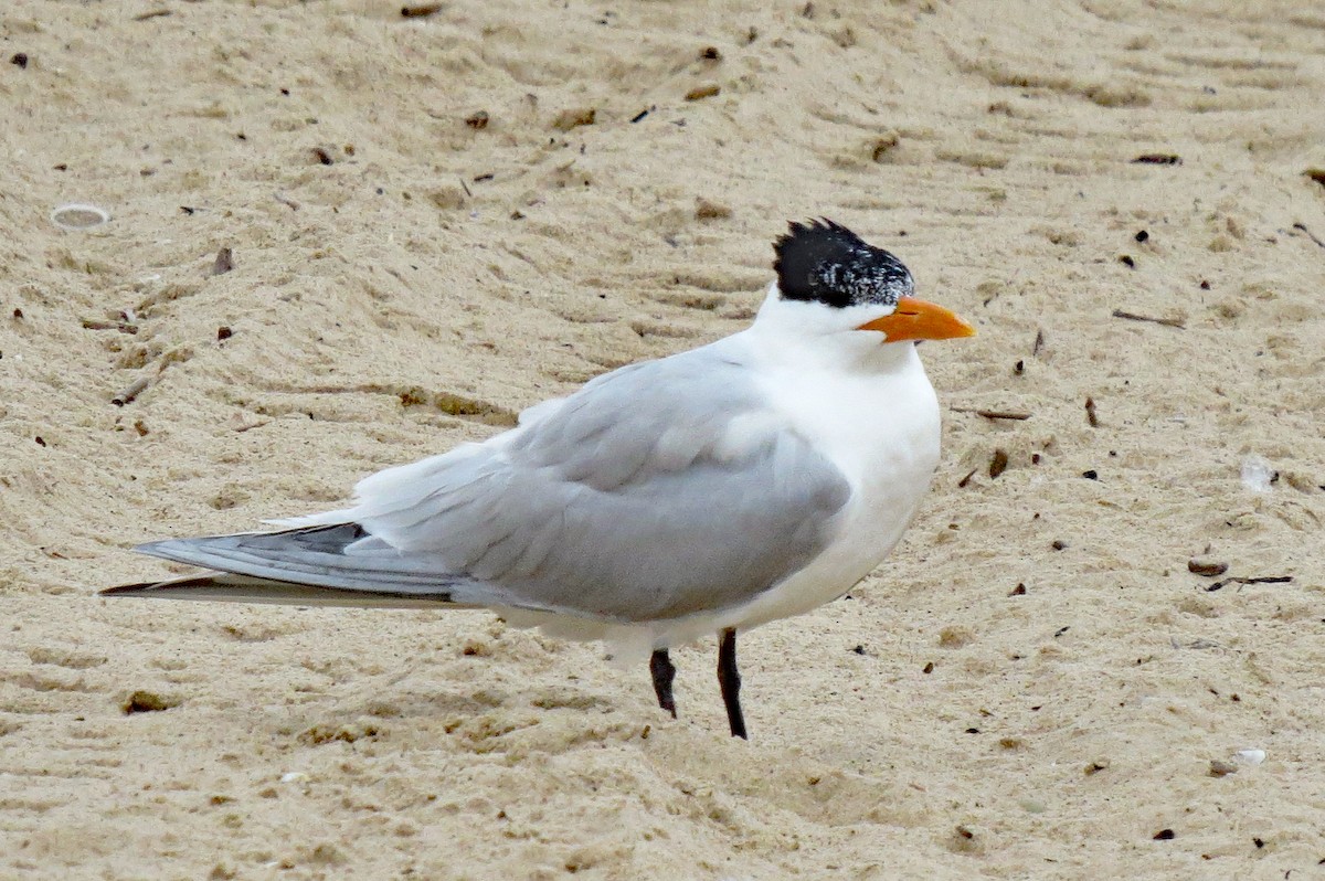 Royal Tern - Don Gorney