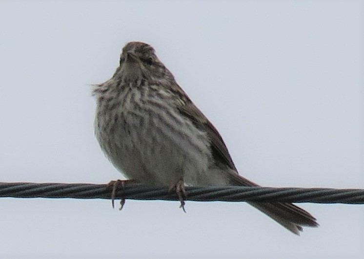 new world sparrow sp. - Roger Debenham
