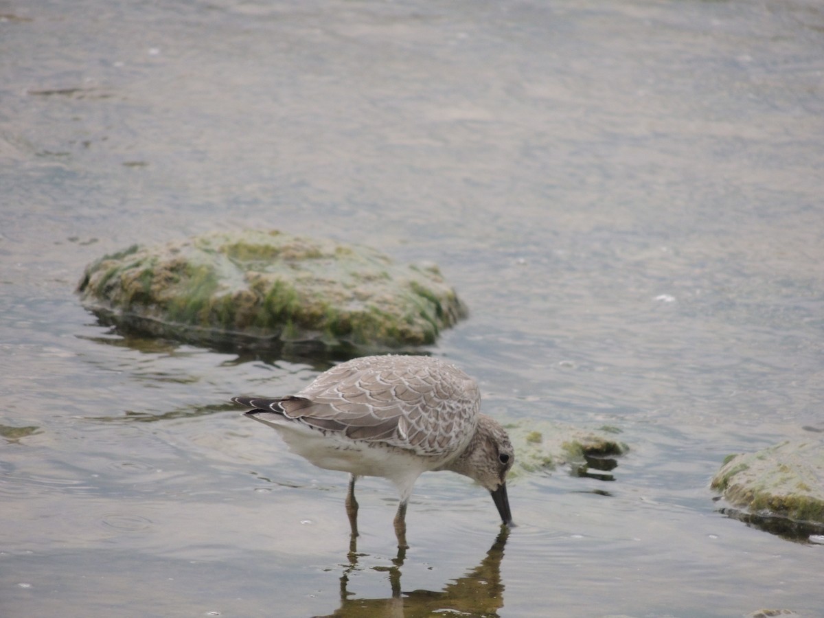 Red Knot - ML35420091