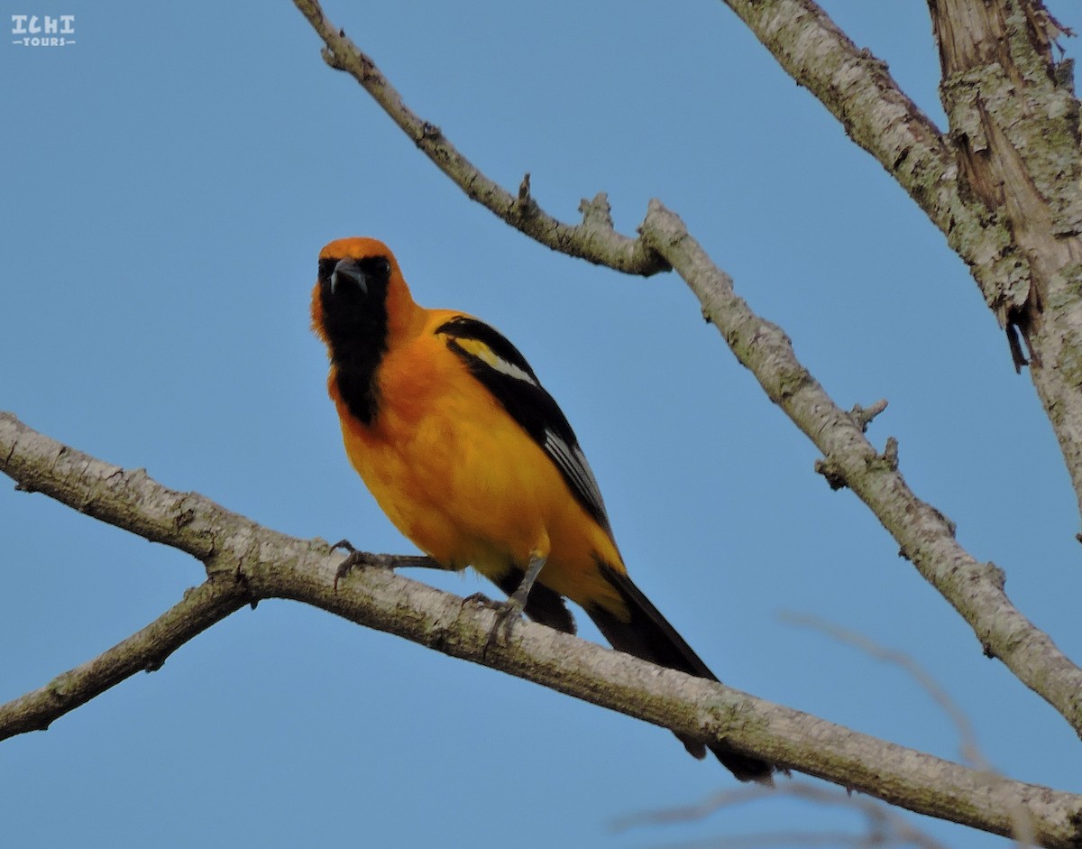 Orange Oriole - Ichi Wildlife Tours