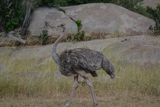 Common Ostrich, ML354203441